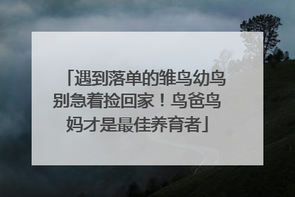 遇到落单的雏鸟幼鸟别急着捡回家！鸟爸鸟妈才是最佳养育者